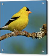 American Goldfinch Perched In A Tree Acrylic Print