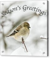 American Goldfinch - Season's Greetings Acrylic Print