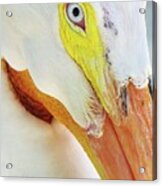 American Pelican Acrylic Print