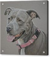 American Staffordshire Terrier Acrylic Print