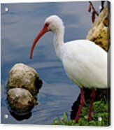 American White Ibis Acrylic Print