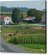 Amish Country Road Acrylic Print