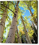 Aspen Dance Acrylic Print