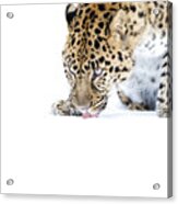 Amur Leopard Acrylic Print