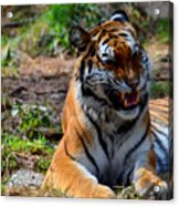 Amur Tiger 3 Acrylic Print