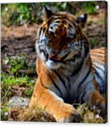 Amur Tiger 4 Acrylic Print