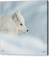 An Arctic Fox In Snow. Acrylic Print