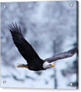 An Eagle Through Th Snowy Air Acrylic Print
