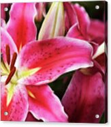 An Inviting Lily Acrylic Print