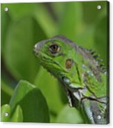 An Up Close Look At A Green Iguana Acrylic Print