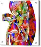 Anatomical Kidney Acrylic Print