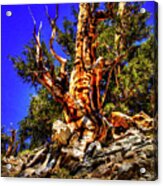 Ancient Bristlecone Pine Forest Acrylic Print