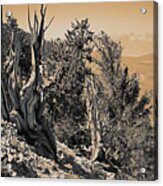 Ancient Bristlecone Pine Tree, Composition 10 Sepia Toned, Inyo National Forest, California Acrylic Print