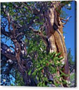 Ancient Bristlecone Pine Tree Composition 3, Inyo National Forest, White Mountains, California Acrylic Print