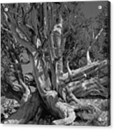Ancient Bristlecone Pine Tree, Composition 5 Bw, Inyo National Forest, White Mountains, California Acrylic Print