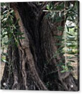 Ancient Old Olive Tree Spain Acrylic Print