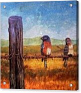 And The Conversation On A Fencepost Continues Acrylic Print
