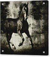 Andalusian Horse Acrylic Print