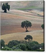 Andalusian Landscape Acrylic Print