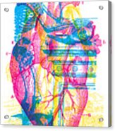 Andreae Vesalii Anatomy 3 Acrylic Print