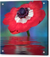 Anemone Flower Acrylic Print