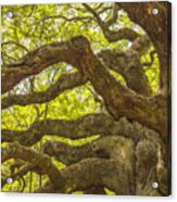 Angel Oak I Acrylic Print
