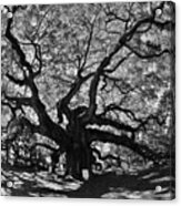 Angel Oak Johns Island Black And White Acrylic Print