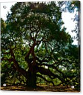 Angel Oak Tree 2004 Acrylic Print