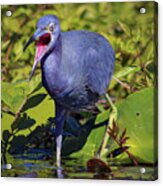 Angry Little Blue Heron - Egretta Caerulea Acrylic Print