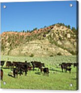 Angus At Cherry Butte Acrylic Print