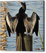 Anhinga Beauty Acrylic Print