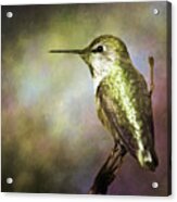 Anna's Hummingbird 2 Acrylic Print
