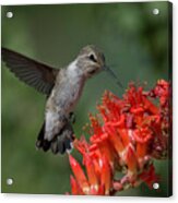 Anna's Hummingbird In The Ocotillo Acrylic Print