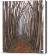 Another Trip Into The Woods Acrylic Print