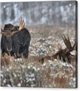 Antlers In The Brush Acrylic Print