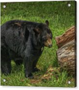 Appalachian Bear Acrylic Print