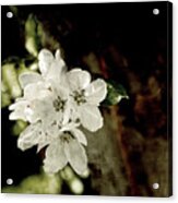 Apple Blossom Paper Acrylic Print