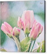 Apple Blossoms In The Rain 12x12 Crop Print Acrylic Print