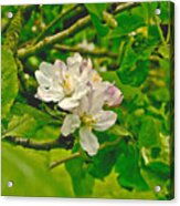 Apple Flowers. Acrylic Print