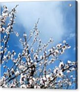 Apricot Tree In Bloom Acrylic Print
