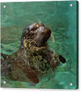 Aquarium Seal Acrylic Print