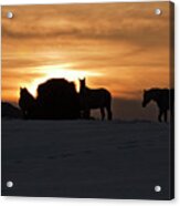 Arab Horses At Sunset Acrylic Print