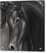 Arabian Horse Acrylic Print
