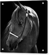 Arabian Horse In Black And White Acrylic Print