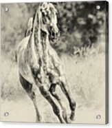 Arabian Horse Running On Sunny Meadow Acrylic Print