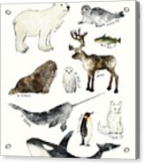 Arctic And Antarctic Animals Acrylic Print