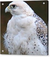 Arctic Falcon In Profile Acrylic Print