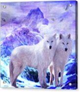 Arctic Wolf Mates Acrylic Print