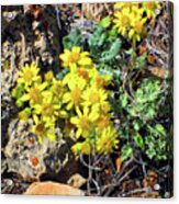 Arizona Desert Flowers Acrylic Print