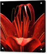 Artistic Red Pixie Asiatic Lily Acrylic Print